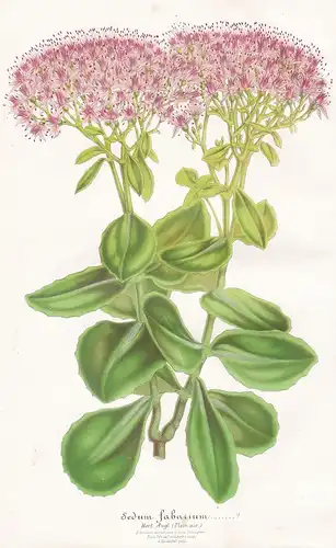 Sedum Fabarium - Große Fetthenne orpine Hylotelephium telephium Pflanze plant flower flowers Blume Blumen Bota