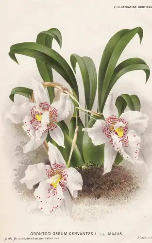Odontoglossum Cervantesii var. Majus - orchid orchids Orchidee Argentinien Argentina Brasilien Brazil Brasil P