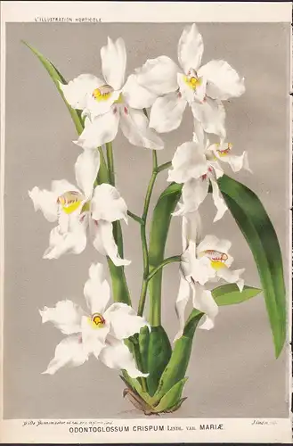 Odontoglossum Crispum - orchid orchids Orchidee Colombia Kolumbien Pflanze plant flower flowers Blume Blumen B