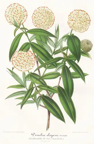Pimelea elegans - Glanzsträucher Glanzstrauch Reisblume Australia Australien Pflanze plant flower flowers Blum