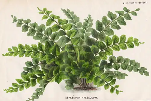 Asplenium Paleaceum - Milzkraut Farn fern chaffy spleenwort Pflanze plant flower flowers Blume Blumen Botanik
