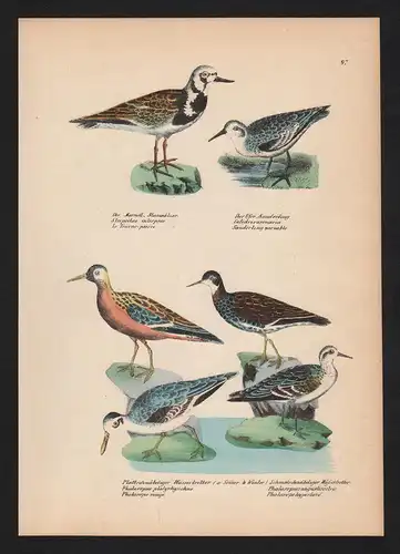 Wassertreter wadepipers Vogel Vögel bird birds Lithographie