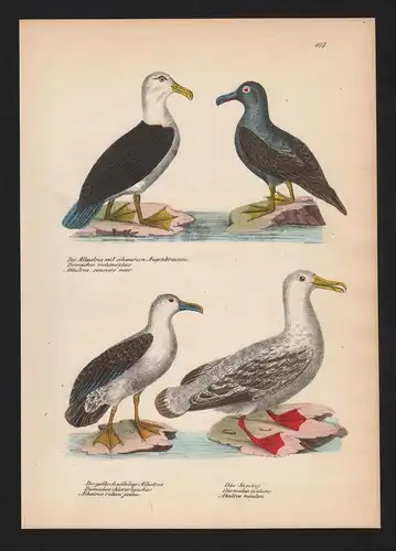 Albatrosse albatrosses Vogel Vögel bird birds Lithographie