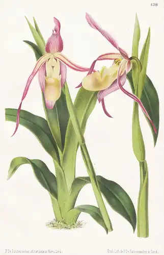 Cypripedium Roezli - Frauenschuhe Orchidee orchid Africa Afrika Asia Asien Pflanze plant flower flowers Blume