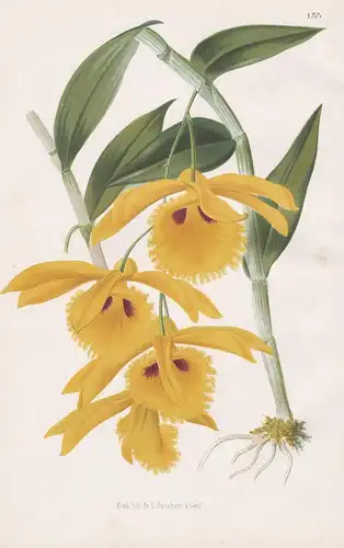 Dendrobium Chrysotis - Orchidee orchid Pflanze plant flower flowers Blume Blumen Botanik botany botanical