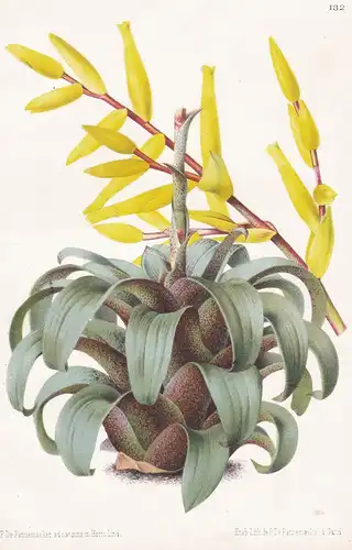 Encholirion Saundersii -  Encholirium Brazil Brasil Brasilien Pflanze plant flower flowers Blume Blumen Botani