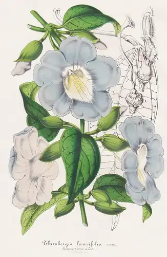 Thunbergia laurifolia - Malaysia Rang Jued Lorbeeruhr Trompetenrebe laurel clockvine blue trumpet vine Pflanze