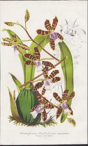 Odontoglossum Maxillare - Orchidee orchid Pflanze plant flower flowers Blume Blumen Botanik botany botanical