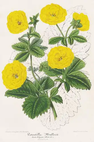 Potentilla mulleri - Fingerkraut Fingerkräuter cinquefoils silverweeds Pflanze plant flower flowers Blume Blum