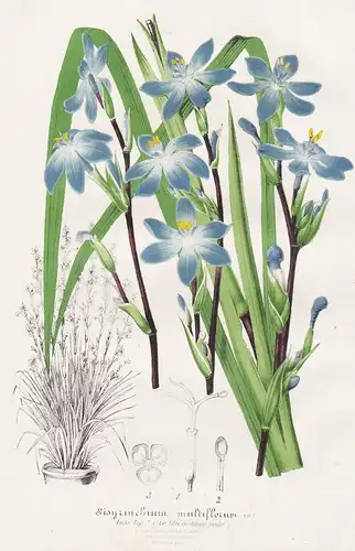 Sisyrinchium Multiflorum - Grasschwertel blue-eyed grasses Amerika America Pflanze plant flower flowers Blume