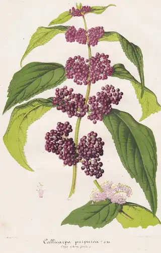 Callicarpa purpurea - Schönfrüchte Purpur-Schönfrucht purple beautyberry early amethyst Asia Asien China Pflan