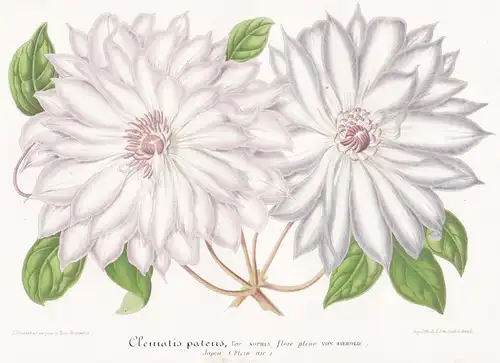 Clematis patens - Waldrebe Waldreben Japan Pflanze plant flower flowers Blume Blumen Botanik botany botanical