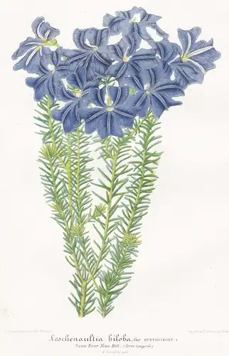 Leschenaultia Biloba var. Huntsii - blue leschenaultia Australia Australien Pflanze plant flower flowers Blume
