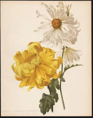 Single Chrysanthemus 1. Purity. 2. Distinction - Chrysanthemum mums flowers Blumen flower Blume botanical Bota