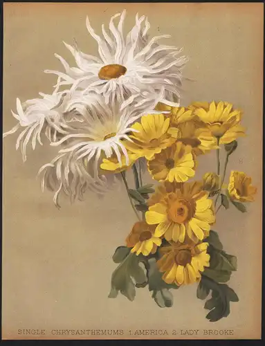 Single Chrysanthemums. 1. America . 2. Lady Brooke - Chrysanthemum Chrysanthemen mums flowers Blumen flower Bl