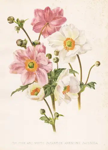 The Pink and White Japanese Anemone Japonica - Eriocapitella hupehensis Japan flowers Blumen flower Blume bota