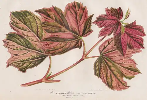 Acer-pseudo-Platanus - Berg-Ahorn sycamore tree Botanik botany botanical