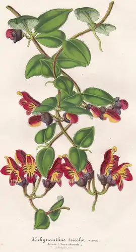 Aeschynanthus tricolor - Lipstick plant Borneo flower Blume flowers Bumen botanical Botanik Botanical Botany
