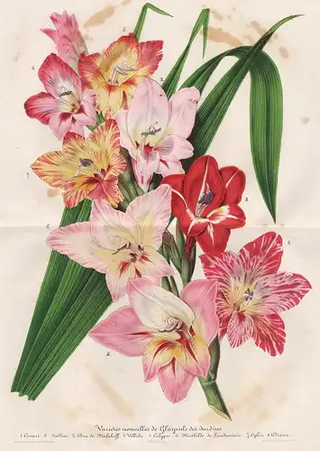 Bouquet de Glayeus des Jardins - Gladiolus Gladiolen flower Blume flowers Blumen botanical Botanik Botany