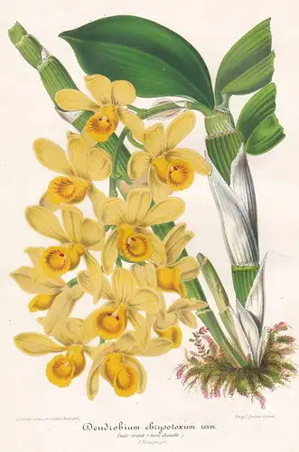 Dendrobium chrysotoxum - East Indies orchid Orchidee orchids flower Blume flowers Bumen botanical Botanik Bota