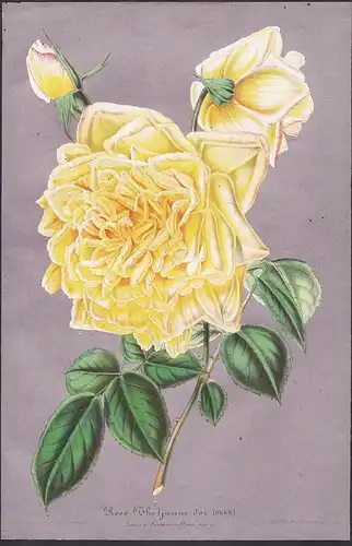 Rose (Thé) jaune d'or - yellow rose Rosen roses flower flowers Blume Blumen Botanik botany botanical