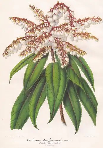 Andromeda Formosa - Nepal flower Blume print Botanik Botanical Botany