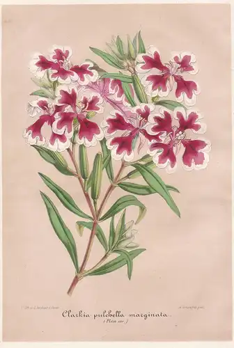 Clarkia Pulchella Marginata - California America flower flowers Blumen Blume botanical Botanik Botany