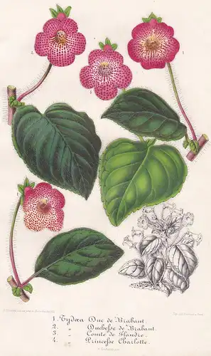 Tydaea Duc de Brabant... - Kohleria America flower Blume print Botanik Botanical Botany
