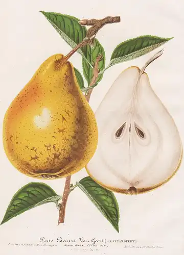Poirier Beurré Van Geert. - pear Birne pears Birnen Botanik botany botanical
