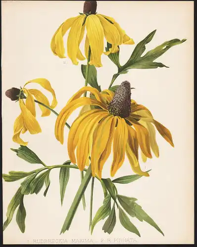 1. Rudbeckia Maxima. 2. R. Pinnata - great coneflower North America pinnate prairie coneflower flowers Blumen