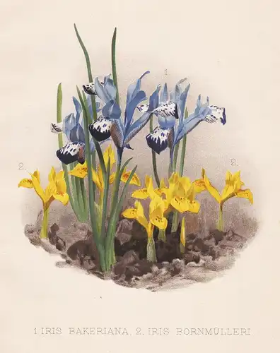 1. Iris Bakeriana. 2. Iris Bornmülleri. - Iris flowers Blumen flower Blume botanical Botanik Botany