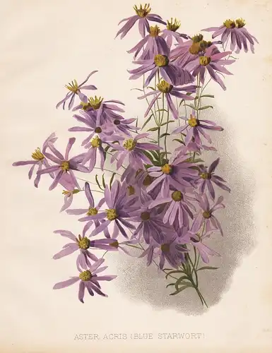 Aster Acris (Blue Starwort) - Galatella sedifolia Ödland-Aster flowers Blumen flower Blume botanical Botanik B