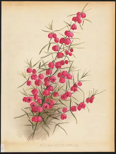 Boronia Heterophylla - Duftglöckchen red boronia flowers Blumen flower Blume botanical Botanik Botany