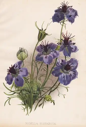 Nigella Hispanica - Nigella damascena love-in-a-mist flowers Blumen flower Blume botanical Botanik Botany