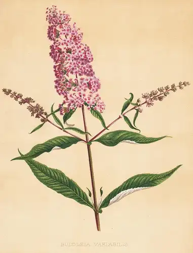 Buddleia Variabilis - summer lilac Schmetterlingsflieder flowers Blumen flower Blume botanical Botanik Botany