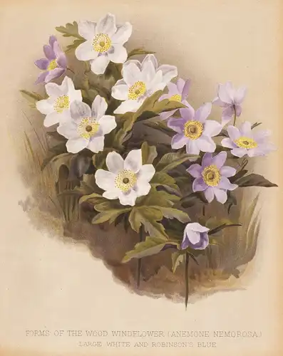 Forms of the Wood Windflower (Anemone Nemorosa) - Buschwindröschen wood anemone windflower flowers Blumen flow