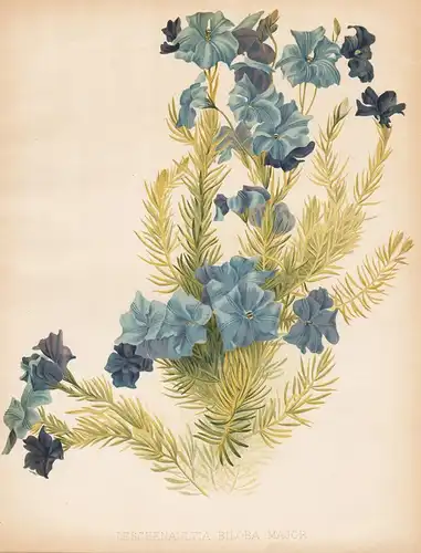 Leschenaultia Biloba Major - blue leschenaultia Australia flowers Blumen flower Blume botanical Botanik Botany