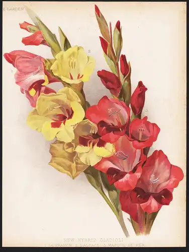 New Hybrid Gladioli - Gladiolus Gladiolen flowers Blumen flower Blume botanical Botanik Botany