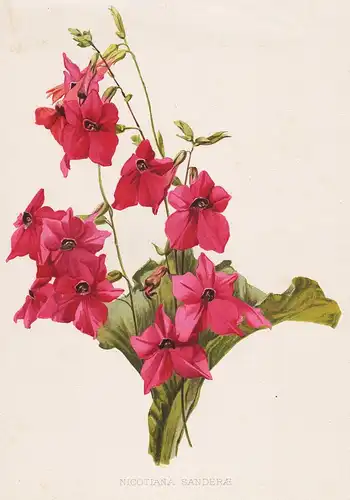 Nicotiana Sanderae - tobacco flowers Blumen flower Blume botanical Botanik Botany