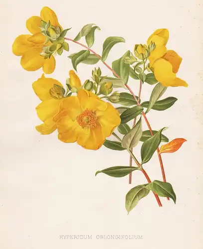 Hypericum Oblongifolium - Pendant St. John's wort flowers Blumen flower Blume botanical Botanik Botany