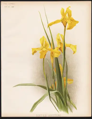 Dietes Huttoni - wild Iris flowers Blumen flower Blume botanical Botanik Botany