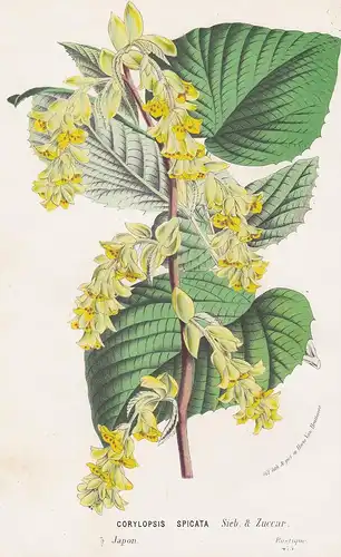 Corylopsis Spicata - spike winter hazel Japan flower Blume flowers Blumen botanical Botanik Botanical Botany