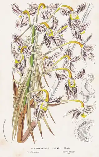 Schomburgkia Lyonsi - Laelia lyonsii Jamaica orchid Orchidee orchids flower Blume flowers Blumen botanical Bot