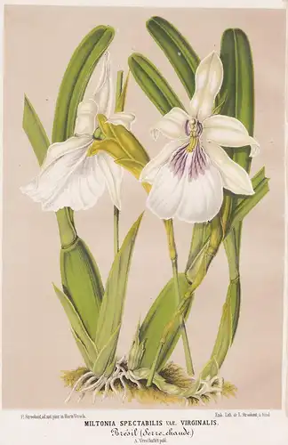 Miltonia Spectabilis var. Virginalis - orchid Orchidee Brasil Brazil flower Blume flowers Blumen Botanik botan