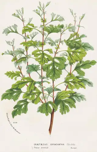 Craetaegus Oxyacantha - botanical Botanik botany