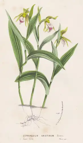 Cyripedium Arietinum - ram's head lady's slipper orchid Orchidee North America flower Blume flowers Blumen bot
