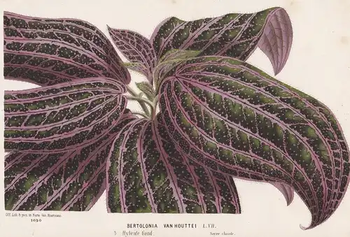 Bertolonia van Houttei - South America botanical Botanik Botanical Botany