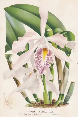 Cattleya Maxima - orchid Orchidee orchids Colombia flower Blume flowers Blumen botanical Botanik Botanical Bot