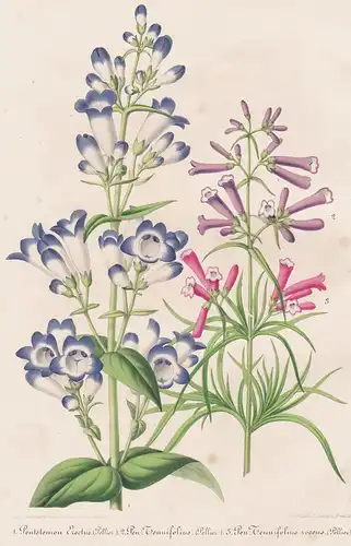 1. Pentstemon Erectus. 2. Pen. Tennifolius. 3. Pen. Tennifolius roseus - Beardtongues Bartfaden flower Blume f