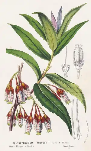 Pentapterygium Rugosum - Agapetes incurvata Himalaya flower Blume flowers Blumen botanical Botanik Botanical B